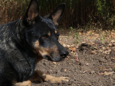 Avustralyalı kelpie köpeği güneşli bir günde dışarıya yakın çekim yapıyor..