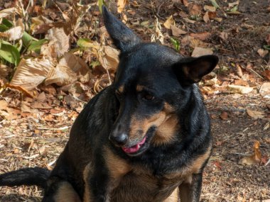 Avustralyalı kelpie köpeği güneşli bir günde dışarıya yakın çekim yapıyor..