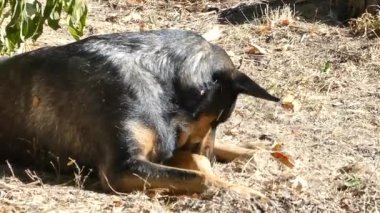 Avustralyalı bir Kelpie köpeği güneşli bir günde avluda yatıyor.