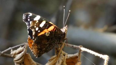 Güneşli bir günde nemfalidae familyasından Amiral Kelebek.