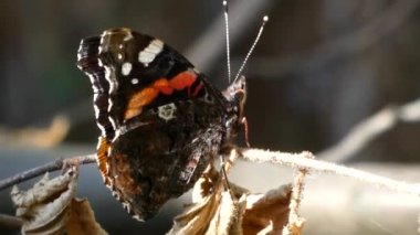 Güneşli bir günde nemfalidae familyasından Amiral Kelebek.