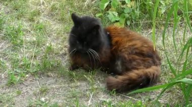 Güneşli bir günde siyah bir kedi yerde oturur.