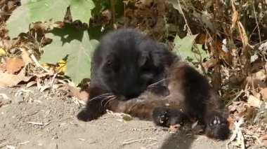 Güneşli bir günde, kara bir kedi bahçede yerde yıkanır.