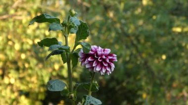 Beyaz ve pembe yapraklı Dahlia çok hassas ve romantik bir görüntü oluşturur.