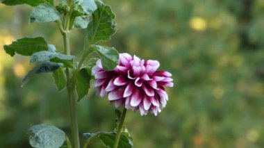 Beyaz ve pembe yapraklı Dahlia çok hassas ve romantik bir görüntü oluşturur.