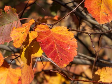 Altın sonbahar yaprakları yakın bir dalda
