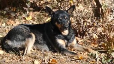 Güneşli bir günde kara bir köpek sonbahar yapraklarının arasında uzanıyor ve esniyor.