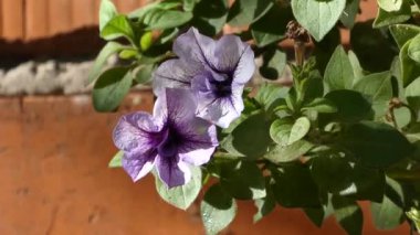 Petunya çiçekleri güneşli sonbaharda caddeye yakın çekimde.