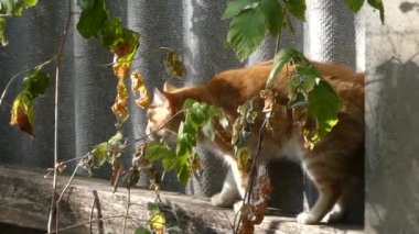 Sonbaharda duvarın yanında kızıl saçlı bir kedi.
