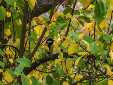 A tit is sitting on a tree branch among yellow autumn leaves