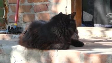 Eski bir duvarın arkasında siyah bir kedinin portresi
