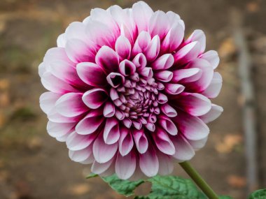 Güneşli bir günde, bulanık kahverengi bir arkaplanda kırmızı ve beyaz yıldız çiçeği.