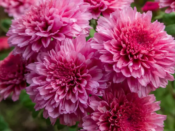 Öğleden sonra dışarıda kırmızı kasımpatı çalısı var. Yakın plan.