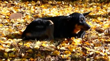 Güneşli bir günde, sarı sonbahar yapraklarının üzerinde uzanan siyah bir köpek.