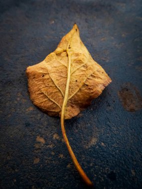 Siyah arkaplanda sonbahar yaprakları