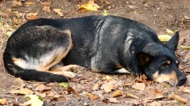 Güneşli bir günde, sarı sonbahar yapraklarının üzerinde uzanan siyah bir köpek.