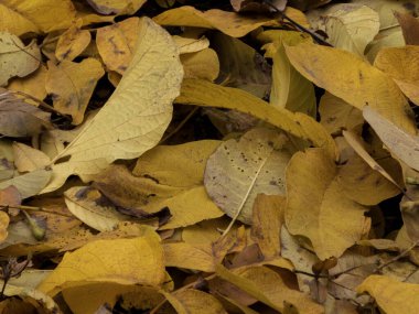 Sarı sonbahar yaprakları güneşli bir günde yerde.