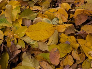 Sarı sonbahar yaprakları güneşli bir günde yerde.