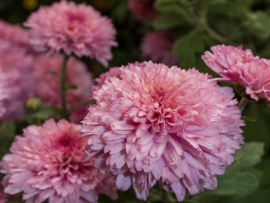 Pembe kasımpatıların büyüleyici bir yakın çekimi. Karmaşık taç yaprakları ve yemyeşil yaprakları gözler önüne seriyor. Doğada bir güzellik ve sükunet hissi uyandırıyor..