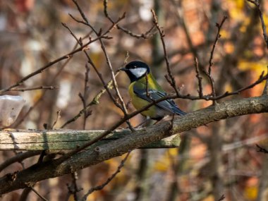 A great tit bird is perched on a branch amidst autumn foliage, showcasing natural beauty and tranquility in a woodland setting. Captures the serene essence of wildlife in its habitat.