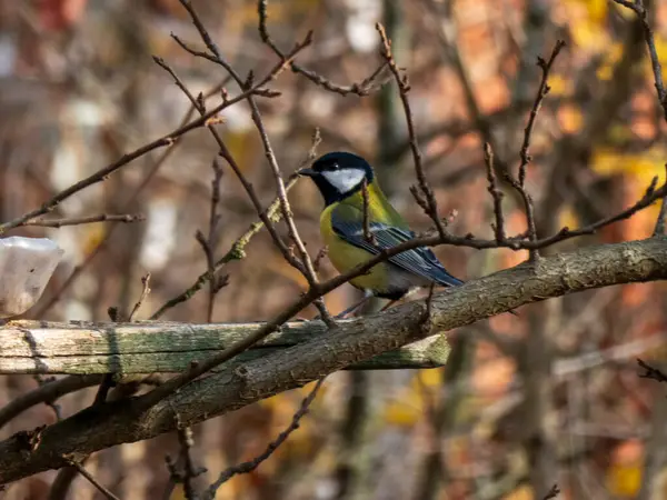 A great tit bird is perched on a branch amidst autumn foliage, showcasing natural beauty and tranquility in a woodland setting. Captures the serene essence of wildlife in its habitat.
