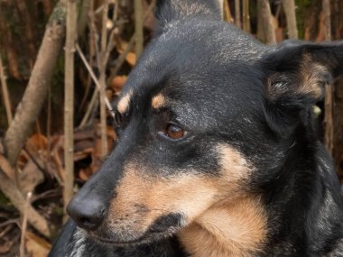 Özenli gözlü bir köpeğin yakın plan portresi, doğal bir dış mekan ile çevrili. Görüntü bir düşünce ve sükunet duygusu iletir..