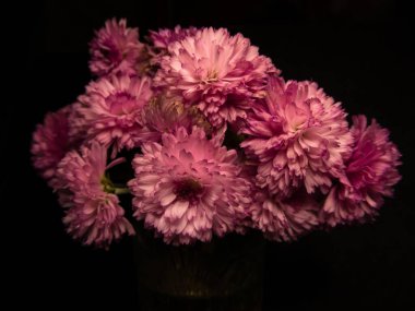 Cam bir vazodaki parlak pembe karanfillerden oluşan güzel bir düzenleme, koyu bir arkaplan üzerine kurulmuş, ince yapraklarını ve zengin renklerini vurguluyor. Zarafet ve romantizm temaları için mükemmel..