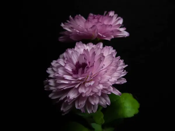 İki zarif pembe kasımpatı çiçeğine yakın çekim, yemyeşil taç yapraklarıyla, güzel bir zıtlık içinde, doğanın narin güzelliğini ve dinginliğini yansıtıyor..