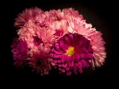 Çarpıcı pembe çiçeklerin çarpıcı bir düzeni dramatik bir siyah arkaplan üzerine kurulmuş, zengin dokularını ve narin taç yapraklarını vurguluyor. Güzellik, doğa ve zarafet temaları için mükemmel..