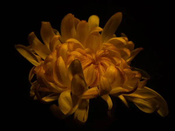 Koyu bir zemin üzerine kurulu canlı sarı bir çiçeğin detaylı bir yakın çekimi, taç yapraklarının dokusunu ve zengin renkleri vurguluyor, çarpıcı ve çarpıcı bir görsel etki yaratıyor..