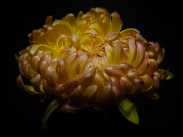 Kasımpatı çiçeğinin detaylı görüntüsü. Siyah bir arkaplan karşısında canlı renkler sergiliyor. Doğal güzelliği ve karmaşık taç yaprağı tasarımını vurguluyor..