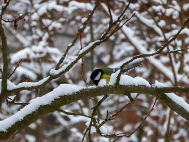 Canlı bir kuş, karla kaplı bir dala tüneyerek kış manzarasına çarpıcı bir kontrastlık yaratır. Görüntü, serin mevsimde doğanın güzelliğini yansıtıyor..