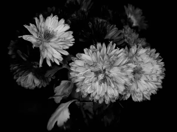 Bu çiçeklerin karmaşık dokularını ve zamansız zarafetini klasik ve sanatsal bir şekilde vurgulayan, bir buket kasımpatı içeren yüksek kontrastlı siyah ve beyaz bir görüntü..