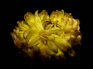 Vibrant yellow chrysanthemum flower centered on a dramatic black background, showcasing intricate petal patterns and natural beauty, providing an elegant and serene composition perfect for various creative applications. clipart