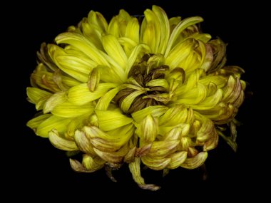 A detailed close-up of a vibrant yellow chrysanthemum flower, showcasing its intricate petals against a deep black background, emphasizing natural beauty and floral artistry. clipart