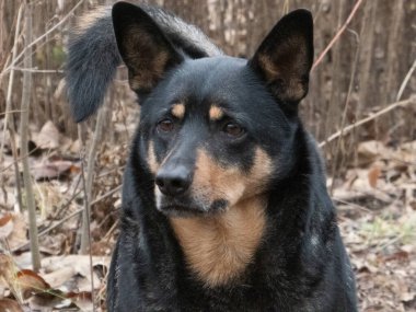 Sonbahar boyunca doğal bir orman manzarasıyla çevrili, uzun kulaklı, siyah ve esmer bir köpeğin odaklanmış bir görüntüsü, hayvanın özenli ifadesini ve çevrenin dingin ruh halini vurguluyor..