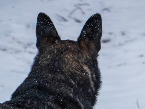 Görüntü, karlı bir ortamda ileriye bakan bir Alman çoban köpeğinin sakin ve düşünceli bir ruh halini yakalar..