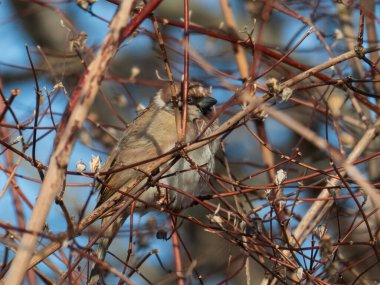 Karmaşık ağaç dallarının arasında oturan küçük bir serçe, aydınlık bir günde yumuşak doğal güneş ışığıyla aydınlatılır..