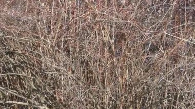 Karmaşık ağaç dallarının arasında oturan küçük bir serçe, aydınlık bir günde yumuşak doğal güneş ışığıyla aydınlatılır..