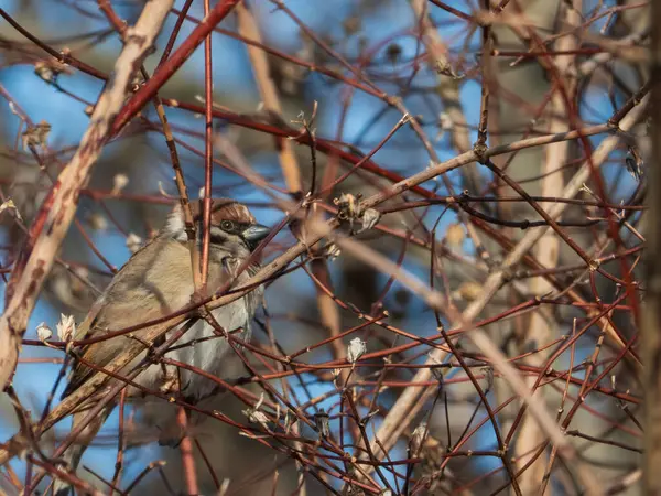 Açık gökyüzü ile çevrili, parlak bir günde, kahverengi bir serçe kuru dalların arasında kamufle olur..