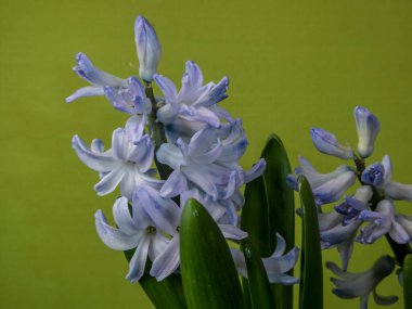 Mor sümbül çiçekleri zarif bir şekilde çiçek açar. Zarif yeşil arka planda belirgin bir şekilde sergilenir. Güzelliği, doğayı ve tazeliği sembolize eder..