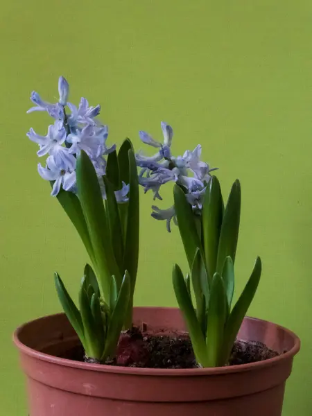 Mor sümbül çiçekleri zarif bir şekilde çiçek açar. Zarif yeşil arka planda belirgin bir şekilde sergilenir. Güzelliği, doğayı ve tazeliği sembolize eder..