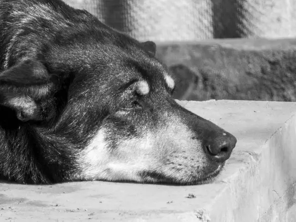Beton bir platformda dinlenen, sükunet ve tefekkür saçan bir köpeğin siyah beyaz fotoğrafı. Monokromatik tonlar, görüntünün barışçıl ve içsel atmosferini arttırır..