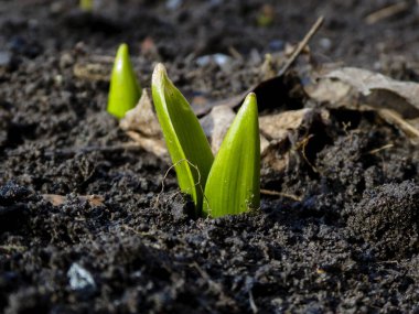 Yeşil bitki filizleri besin zengini toprağı iterek yeni büyümeyi, yenilenmeyi ve ilkbaharın başlangıcını simgeler..