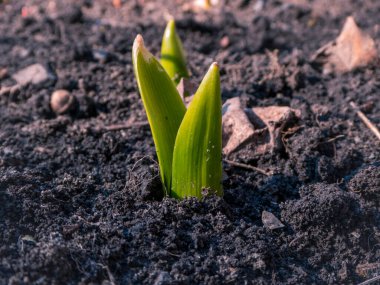 Yeşil bitki filizleri besin zengini toprağı iterek yeni büyümeyi, yenilenmeyi ve ilkbaharın başlangıcını simgeler..