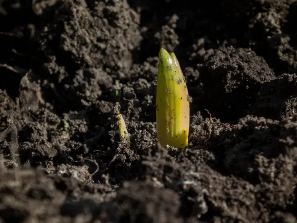 Yeşil bitki filizleri besin zengini toprağı iterek yeni büyümeyi, yenilenmeyi ve ilkbaharın başlangıcını simgeler..