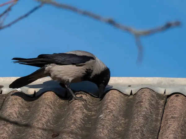Kukuletalı bir karga yıpranmış bir çatıda oturuyor canlı mavi bir gökyüzü zeminine karşı.