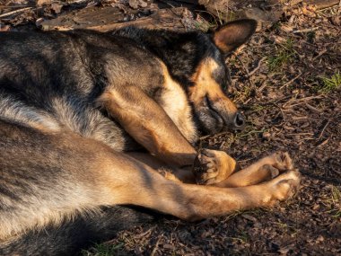 Rahatlamış, koyu renkli bir köpeğin, güneş ışığıyla dolu bir ormanda yerde uyuduğu, sükunet ve sükuneti çağrıştıran bir görüntü..