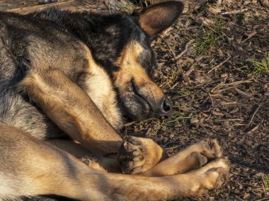 Rahatlamış, koyu renkli bir köpeğin, güneş ışığıyla dolu bir ormanda yerde uyuduğu, sükunet ve sükuneti çağrıştıran bir görüntü..