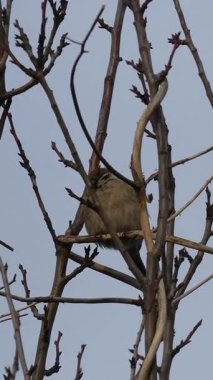 Çıplak bir ağaç dalında dinlenen küçük bir serçe, arka plan olarak parlak mavi gökyüzü, doğa, vahşi yaşam, basitlik ve huzur temalarını çarpıcı bir doğal kompozisyonda aktarıyor..
